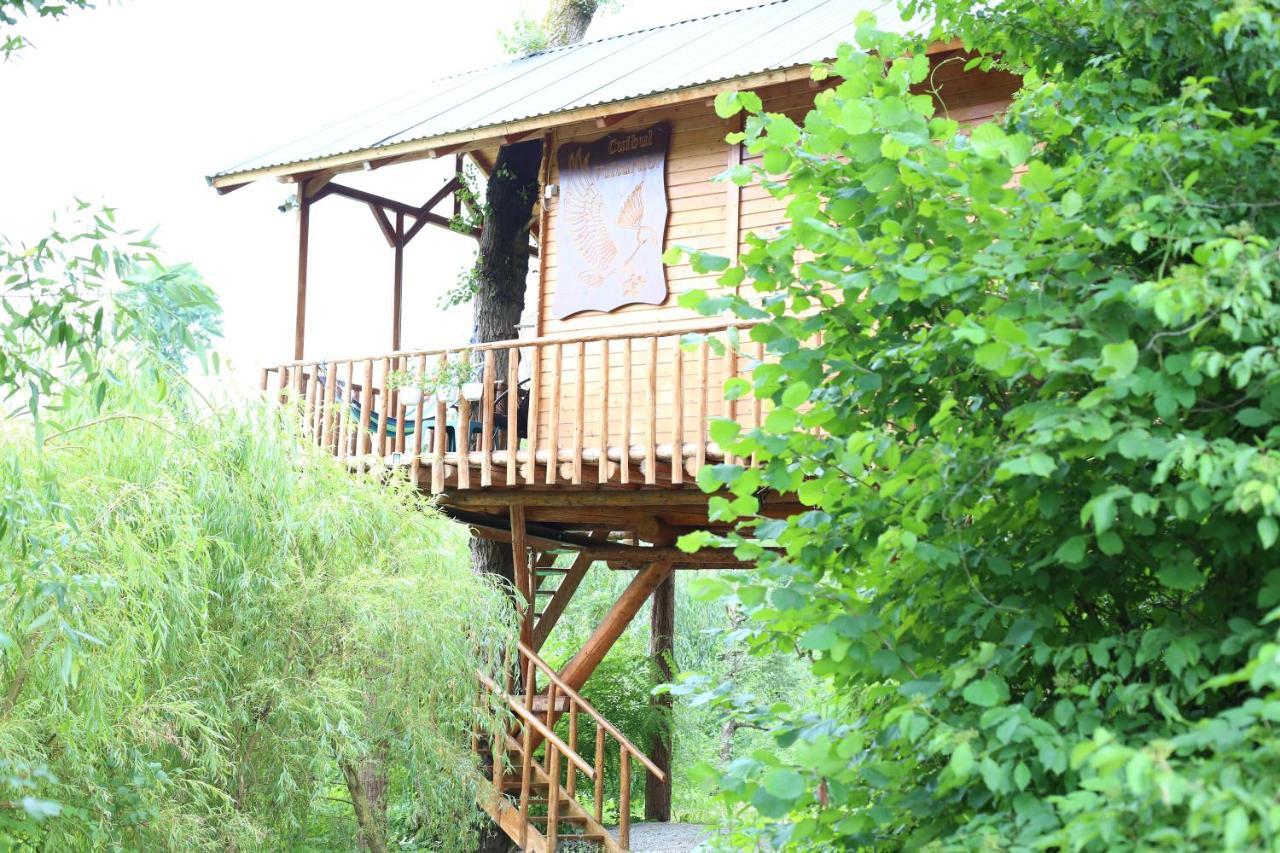 Villa Cuibul Vulturilor - Casuta In Copac Moisei Exterior foto